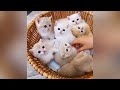 Funny Cats and Dogs Videos 😹🐶 Funniest Animals 😂 Part 4