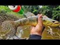 Roadside Fishing in the Jungle  (Wolffish: Hoplias Malabaricus - Pataka)