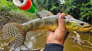 Roadside Fishing in the Jungle  (Wolffish: Hoplias Malabaricus - Pataka)