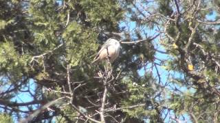 Western rock nuthatch Akseki Turkey 12/04/2014