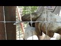 how to tie non climb no climb wire on pipe fence brought t you by az kent industries