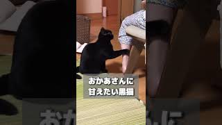 おかあさんに甘えたい黒猫 #shorts #猫 #黒猫 #スコティッシュフォールド #クロネコヤマト