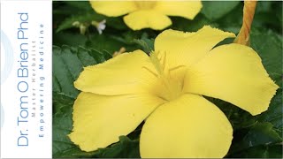 Damiana health benefits