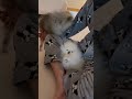 아빠 나도 예뻐해주라구 pomeranian puppy 새끼강아지 강아지