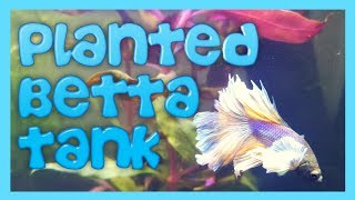 Setting up Planted 10 Gallon Betta Tank - AquariumCoop Plant Unboxing