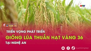 Triển vọng phát triển giống lúa thuần hạt vàng 36 tại Nghệ An