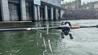 Striped Bass Dam Fishing!! Everything was Biting! Multi species!!