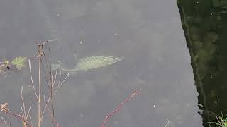 pike eats another pike!! cannibal pike!