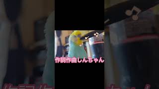 #shorts お喋りしんちゃんは歌うしリズムも良いんだよ　【セキセイインコしんちゃんときょきょの暮らし】 #お喋りインコ #パステルレインボーセキセイインコ #手乗りセキセイインコ