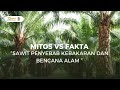 Mitos VS Fakta Sawit Penyebab Kebakaran dan Bencana Alam  - Salma D, Regita F & Ahza H (UGM 2024)