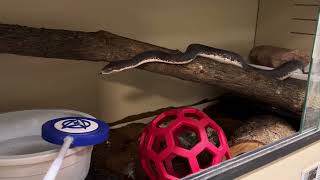 Training Demo: adult Savu Python