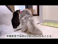 猫用自動給水器○○の使用をやめました！その理由は...