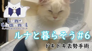 【猫アレルギー飼い主】ルナと暮らそう#6　去勢手術【サイベリアン】