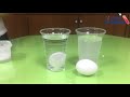Floating Egg Experiment  Why Eggs Float in Salt Water  The Egg and Salt Experiment