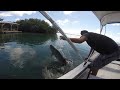 tarpon fishing belize style