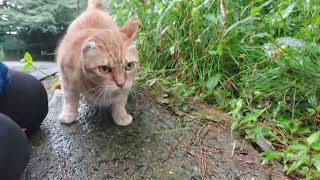 鳴きながら降りてくる美猫のミミちゃん❗また桃ちゃん付いてきてたので途中固まるミミちゃん😅‼️雨なのでコロンは出来ませんがお決まりポーズは決めてくれました❤️