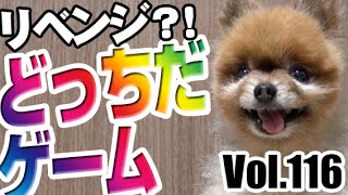 ビームのお散歩日記Vol.116：どっちだゲーム／ポメラニアン