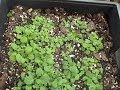 how to propagate petunia propagation cuttings from seed petunia cuttings