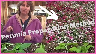 How to Propagate Petunia Propagation Cuttings  From Seed - Petunia Cuttings