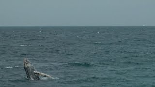 Conociendo de cerca a las ballenas jorobadas en Piura