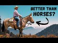 5 Reasons Mules Are Better Than Horses