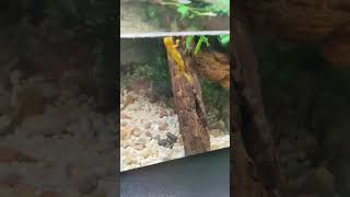 Cute newt swims around #funny #animal #cute #newts