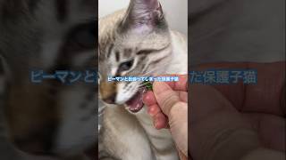 ねこやなぎトゥータン　ピーマンと出会ってしまった　#子猫 #保護猫