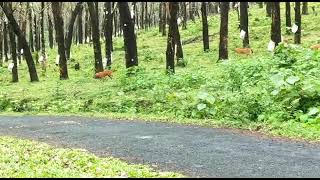 wolf in Plantation, Kalady(1)