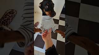 今日のお出迎え😍🐾#ミニチュアピンシャー #ミニピン #みにぴん#miniaturepinscher #ななはちきゅう #お出迎え犬 #愛犬#可愛い犬動画 #犬のいる生活 #犬の散歩