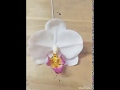 How to make Phalaenopsis. (Thai clay)