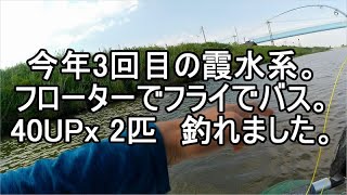 今年3回目の霞水系。フローターでフライでバス。40UP x 2匹　釣れました。