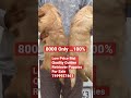 8000 mai top quality golden retriever puppies for sale goldenretriever shorts ytshorts viral