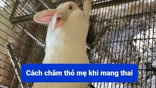 Cách chăm sóc thỏ mẹ khi mang thai