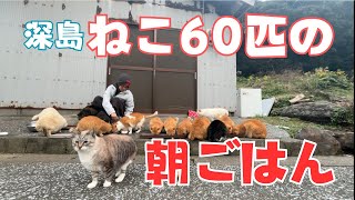 ねこたちのあさごはん風景（冬ver.）島民11人ねこ60匹の離島｜深島