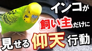 【天才】おしゃべりしたいセキセイインコの驚くべき才能