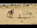 donkey in tharparker #viralvideos #videos #donkey #donkeyraja #donkeyfarm