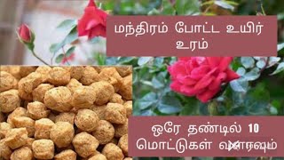 🌹செந்தளிர்கள்  வளரவும்.. ஒரே  தண்டில்  10  மொட்டுக்கள்  வைக்கவும்.. இந்த  உரம்  குடுங்க 🌹🌹🌹🌹