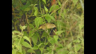 Thick-billed Warbler calling