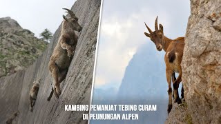 Demi Makan, Kambing Ini Memanjat Tebing Miring Nyaris 90 Derajat - Kambing Alpine Ibex