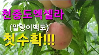 농장 마지막 복숭아 품종인 천중도엑셀라 첫수확했습니다^^(22.8.13~15)#귀농♡