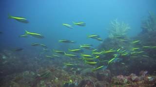 東京から楽々日帰り熱海沖初島ダイビング　魚の群れが止まらない