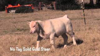 Syphrett No Tag Solid Gold Steer