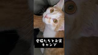 愛猫たちとキャンプしてみた#保護猫#cats #キャンプ