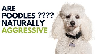 Are poodles naturally aggressive dogs ??? Are poodles prone to aggression? #AnimalPlatoon