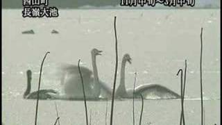 白鳥が来る長嶺大池