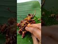 যখন কিছু না থাকে এটাই অমৃত মনে হয় শর্টস food