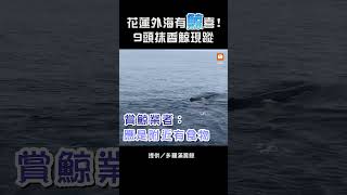 【地方】花蓮外海有「鯨」喜！9頭抹香鯨現蹤