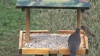 birds table , birds at the table, ptaki przy karmniku