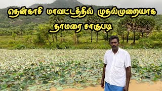 தென்காசியில் தாமரை சாகுபடி | Lotus Cultivation | Floriculture | Tenkasi Life