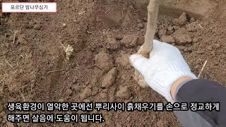 포르단(왕유밤) 심기 - 봄만되면 나무심는 고질병 3탄.